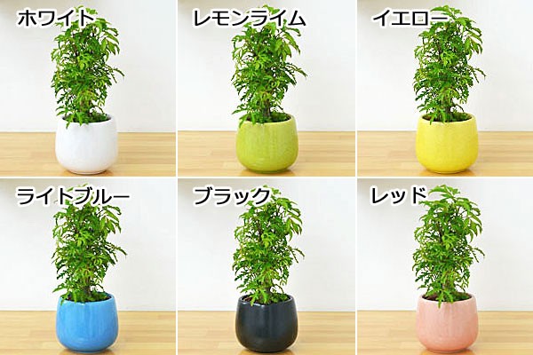 送料無料 ミニ観葉植物 ポリシャス陶器鉢付き ハイドロカルチャー の通販はau Wowma ワウマ フラワーコーポレーション 商品ロットナンバー