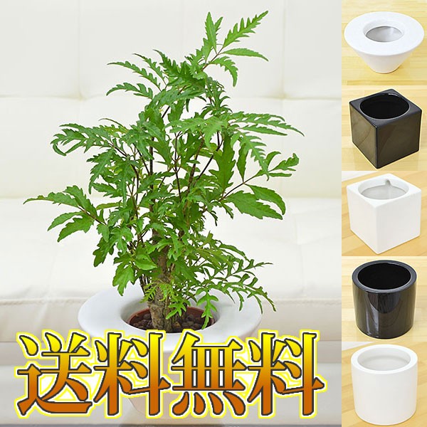 送料無料 ミニ観葉植物 ポリシャス ハイドロカルチャースタイリッシュ陶器鉢付きの通販はau Wowma ワウマ フラワーコーポレーション 商品ロットナンバー