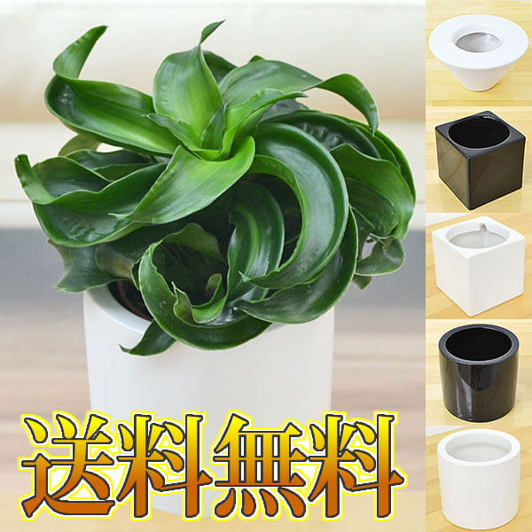 送料無料 ミニ観葉植物 ドラセナ コンパクタ トルネード ハイドロカルチャースタイリッシュ陶器鉢付きの通販はau Pay マーケット フラワーコーポレーション 商品ロットナンバー