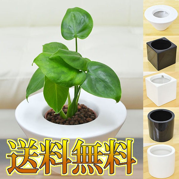 送料無料 ミニ観葉植物 モンステラ ハイドロカルチャースタイリッシュ陶器鉢付きの通販はau Pay マーケット フラワーコーポレーション 商品ロットナンバー