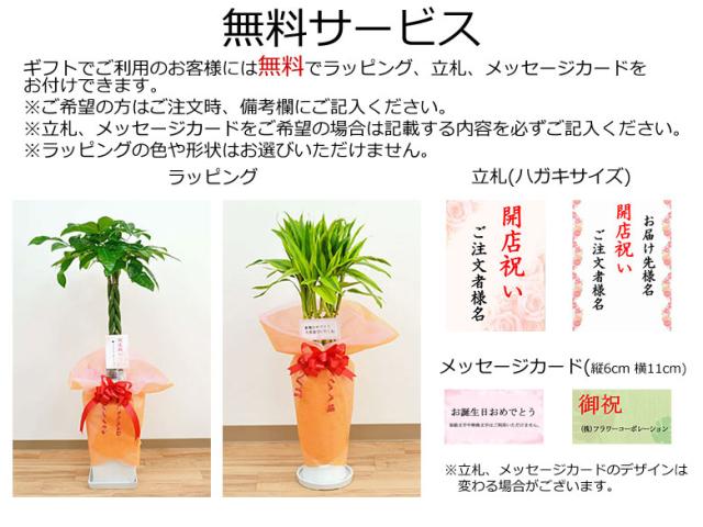 プレゼント 観葉植物 7号 ホワイト ブラックの通販はau Pay マーケット フラワーコーポレーション 商品ロットナンバー アレカヤシ ロングスクエア陶器鉢植え おしゃれ 大型 お祝い される