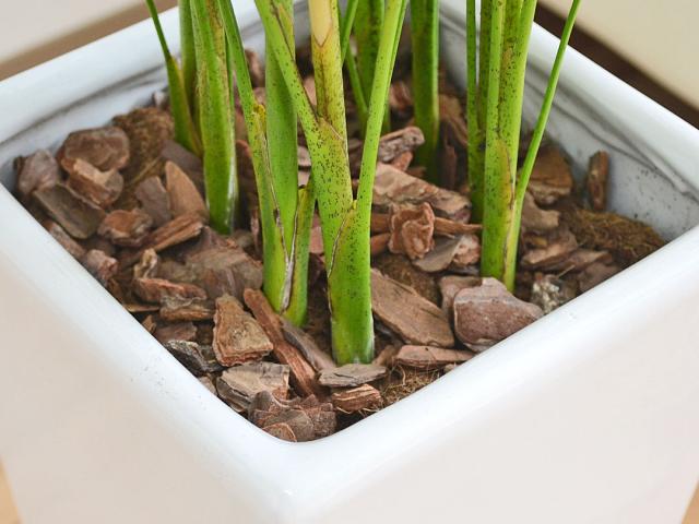 プレゼント 観葉植物 7号 ホワイト ブラックの通販はau Pay マーケット フラワーコーポレーション 商品ロットナンバー アレカヤシ ロングスクエア陶器鉢植え おしゃれ 大型 お祝い される