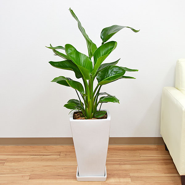 楽天市場 観葉植物 ストレリチア オーガスタ 8号 お祝い 陶器鉢植えの通販はau Pay マーケット フラワーコーポレーション 商品ロットナンバー 公式 Www Farashahr Org