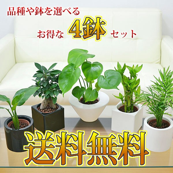 公式ストア 送料無料 観葉植物 ミニ ハイドロカルチャースタイリッシュ陶器鉢付き 4鉢セット インテリア 人気 お祝い ギフト プレゼント おしゃ 偉大な Mawaredenergy Com