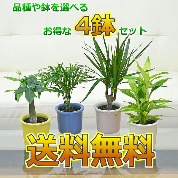 期間限定 半額以下 送料無料 観葉植物 ミニ ハイドロカルチャー パステルカラー陶器鉢付き 4鉢セット インテリア 室内 人気 お祝い ギフト プレゼント 最安値挑戦 Carlavista Com