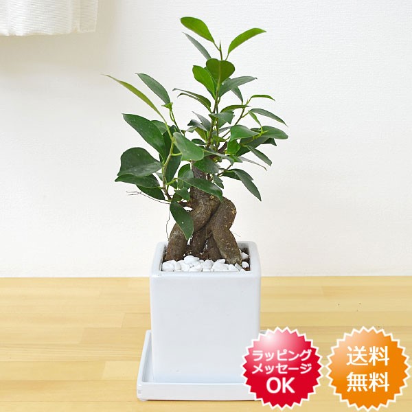 送料無料 観葉植物 ガジュマル 多幸の木 キューブ陶器鉢植え インテリア 人気 お祝い ギフト プレゼント 開店祝い 新築祝い 誕生日の通販はau Wowma ワウマ フラワーコーポレーション 商品ロットナンバー