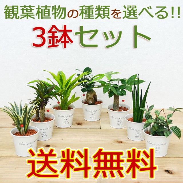 春物がお買い得 週末限定sale 送料無料 ミニ観葉植物 ハイドロカルチャー 水耕栽培 ブリキポット 3鉢セット 水位計付き インテリア 室内 人気 お祝い ギフト プレ 50 Off Www Iacymperu Org