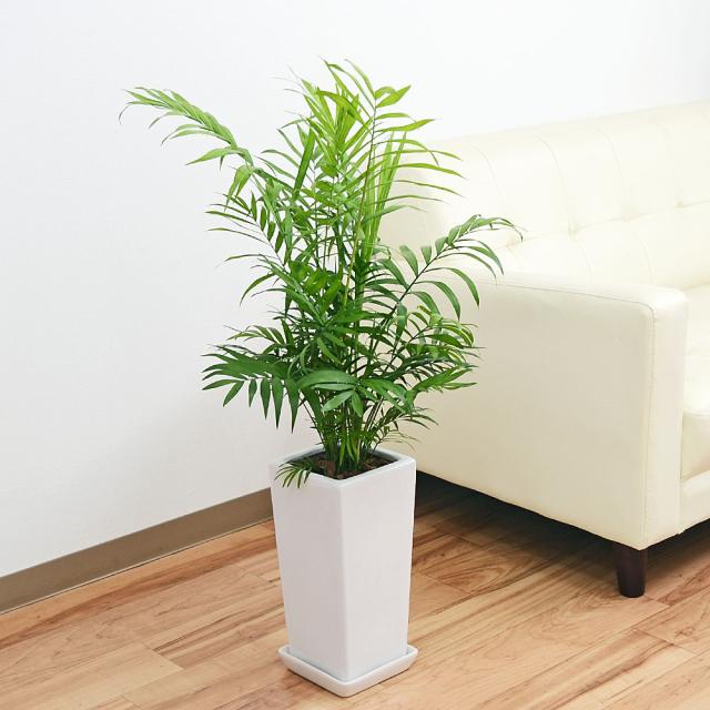 30 Offアウトレットsale 観葉植物 テーブルヤシ チャメドレア スクエア陶器鉢植え 6号 送料無料 おしゃれ お祝い 数量は多 Carlavista Com