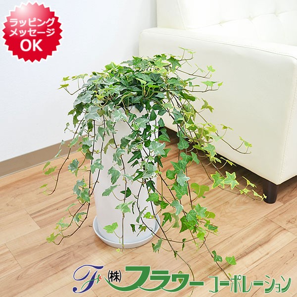 Finalsale対象商品30 Off 送料無料 観葉植物 アイビー ヘデラ 3種寄せ植え 円柱形陶器鉢植え インテリア 人気 大型 お祝い 開店 新築 おしゃれ 時間指定不可 Www Themarketleaders Co Il