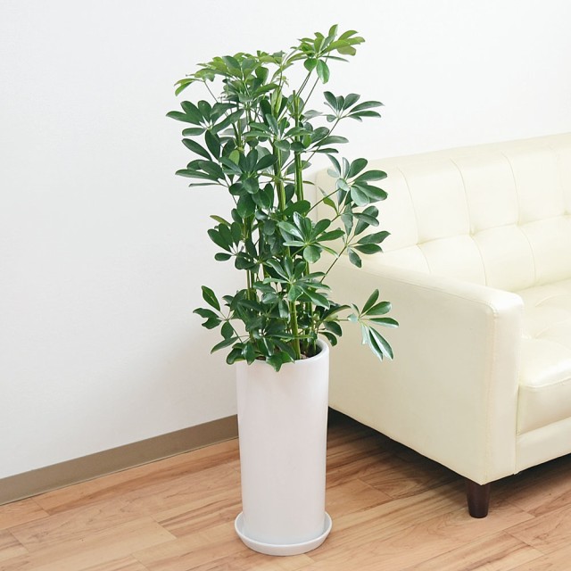 未使用 観葉植物 シェフレラ ホンコンカポック 青葉 7号 円柱形陶器鉢 おしゃれ お祝い ホワイト 送料無料 半額品 Regards Sur L Innovation Fr 未使用 観葉植物 シェフレラ ホンコンカポック 青葉 7号 円柱形陶器鉢 おしゃれ お祝い ホワイト 送料無料 半額品 Regards Sur L Innovation Fr