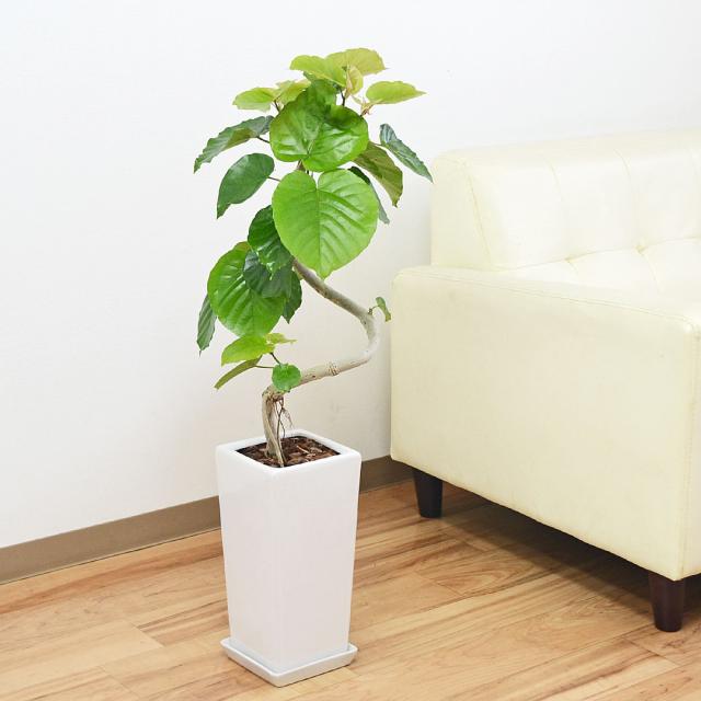 受賞店舗 観葉植物 フィカス ウンベラータ ゴム 曲がり 陶器鉢植え ホワイト ブラック おしゃれ お祝い 送料無料