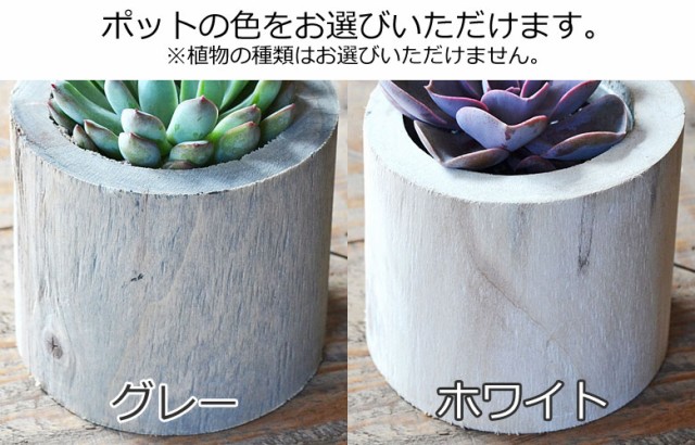 多肉植物 木製ポット 鉢の色イメージ
