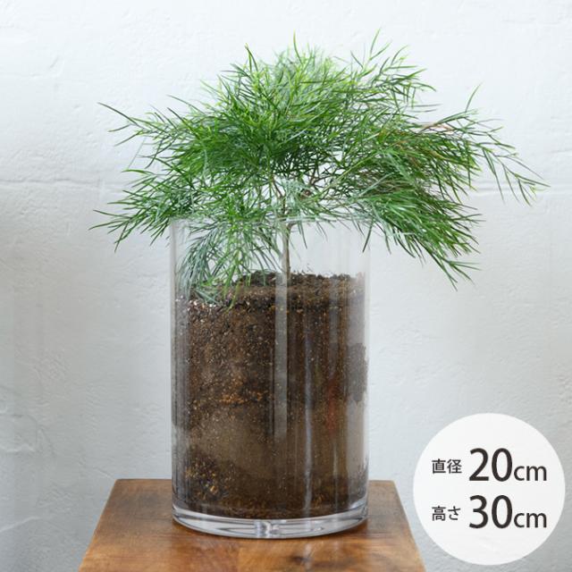 オンラインストア限定 Foyer ホワイエ Pvシリンダー 直径cm 高さ30cm フラワーベース 花瓶 透明 大型 ポリカーボネート おしゃれ Sale 公式通販 直営店限定 Carlavista Com