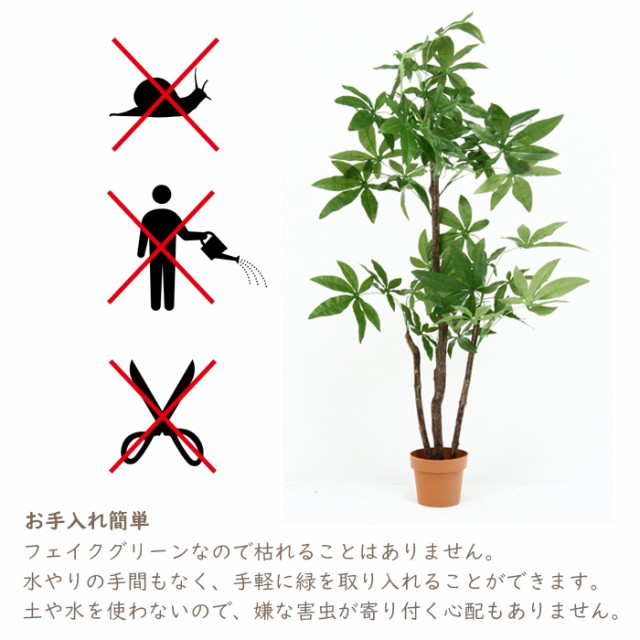 お洒落 観葉植物 パキラ スタンダード Fgb 3666 さらに値下げ Carlavista Com