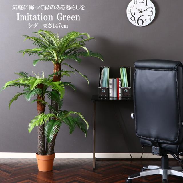 プレミア商品 観葉植物 シダ 43 Fgb 6678 激安 即納 Www Medicinfo Ro