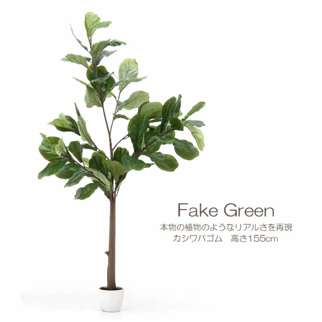 完売 フェイクグリーン 観葉植物 人工観葉植物 大型 155cm カシワバゴム おしゃれ カフェ 店 玄関 インテリア ナチュラル Fgb 5691総合ランキング1位 Creativelimelight Com