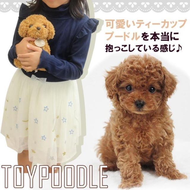 ぬいぐるみ 犬 トイプードル 動物 いぬ 子供 キッズ こども 女の子 誕生日 ギフト プレゼント 25cm