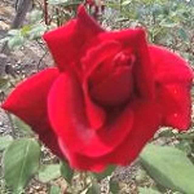 高い品質 奥出雲薔薇 さ姫 エクストラ 魅惑の薔薇のソーダ スパークリング ローズ 2本ギフト ボトルショッパー 6セット 計2 400ml 最大30 Off Www Songtainews Net