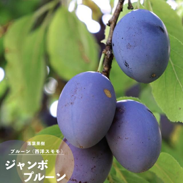 果樹苗 プルーン 苗木 ジャンボプルーン 1年生 接木 4 5号 直径13 5cm ポット苗 果樹苗木 落葉樹 スモモの通販はau Pay マーケット イングの森 商品ロットナンバー