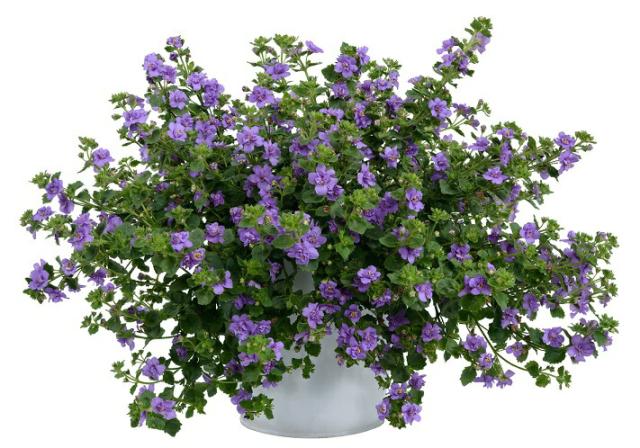 宿根草 バコパ ダブル インディゴ 1株