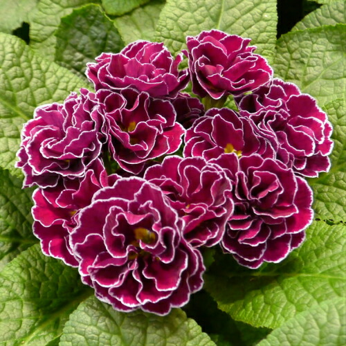 プリムラ ジュリアン あずき色の恋 1株 花苗 冬咲き 宿根草 苗 鉢植え 庭植え