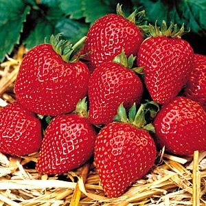 上品な甘さが自慢ですイチゴ いちご 四季なりドルチェ １株 サントリー本気野菜シリーズ 年に2回収穫 の通販はau Wowma ワウマ イングの森 商品ロットナンバー