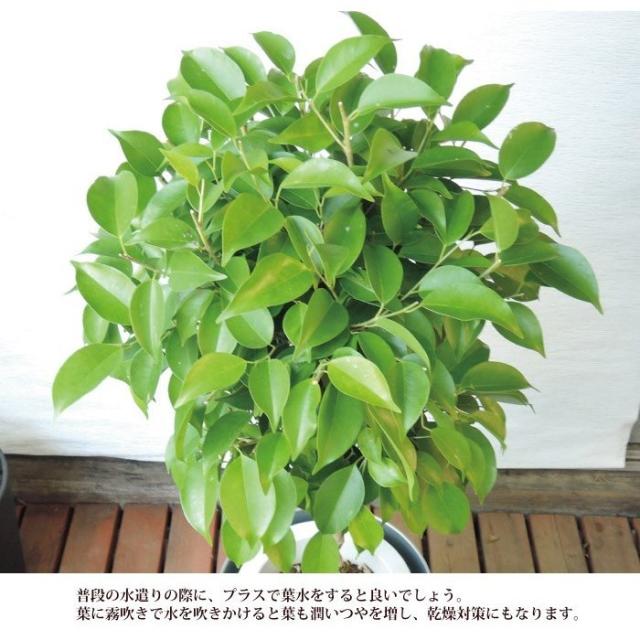 現金特価 観葉植物 ベンジャミンl7号 Ikea ソッケル シルバー 鉢カバー付き 即日発送 お祝い 開店祝い 開業祝い 引っ越し祝い 新築祝い ギフト 人気ショップが最安値挑戦 Carlavista Com