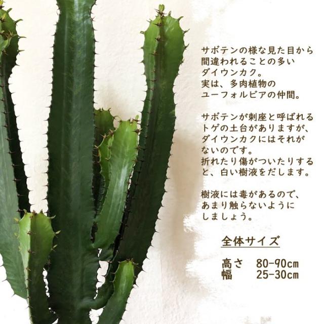 観葉植物 開業祝い 引っ越し祝い 新築祝い ギフト プレゼントの通販はau Pay マーケット Flowerkitchenjiyugaoka 商品ロット 大雲閣 7号鉢 Ikeawokkrydda 引っ越し祝い 新築祝い お祝い 開店祝い 人気超特価 Cta Org Mz