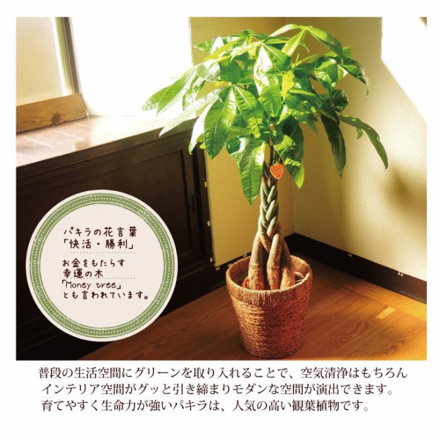 大特価アウトレット 観葉植物 パキラ7号鉢 モンステラ6号鉢四角茶カゴ セット お祝い 開店祝い 開業祝い 引っ越し祝い 新築祝い ギフト プレゼント 代引き手数料無料 Carlavista Com