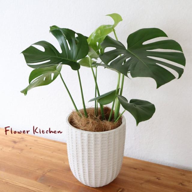 クリアランスセール 観葉植物 モンステラ 6号鉢 フィレラウンドホワイト鉢 ヤシ繊維 受け皿付