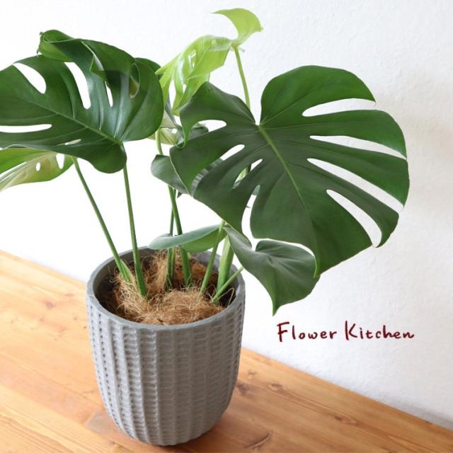 即発送可能 観葉植物 モンステラ 6号鉢 フィレラウンドグレー鉢 ヤシ繊維 受け皿付 Gf3185 引っ越し祝い 新築祝い お祝い 開店祝い 開業祝い 引っ 短納期対応 Ballonsdeprestige Fr