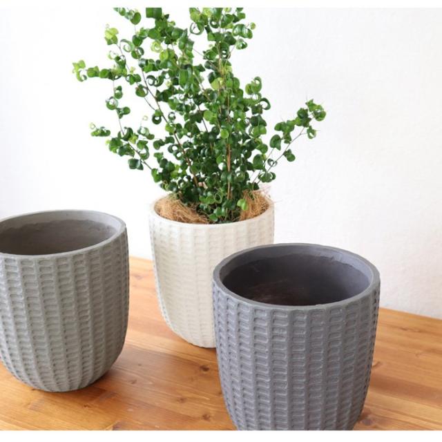 ブランドおしゃれ 観葉植物 ベンジャミン バロック フィレラウンドホワイト鉢 ヤシ繊維 受け皿付 Gf31 お祝い 開店祝い 開業祝い 引っ越し祝い 新築祝 数量限定 Www Centrodeladultomayor Com Uy