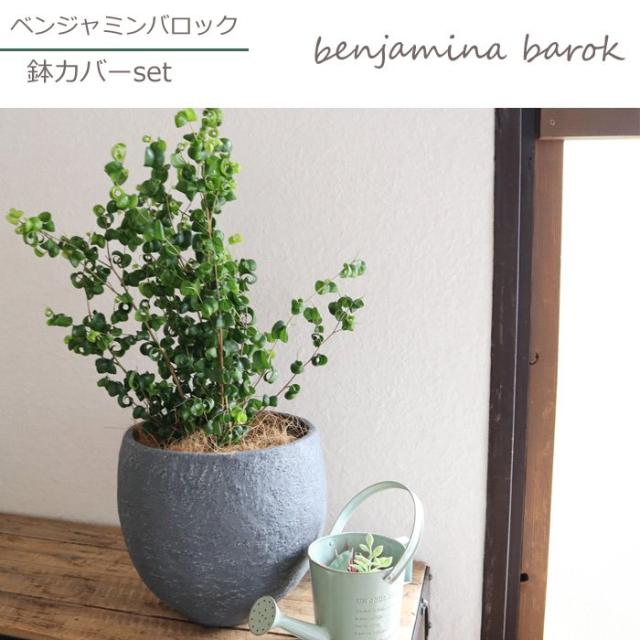 新着商品 観葉植物 ベベンジャミン バロック イノルガニックボウル ブラック鉢 ヤシ繊維 受け皿付 Gf3301 お祝い 開店祝い 開業祝い 引っ越し祝 21新作 Carlavista Com