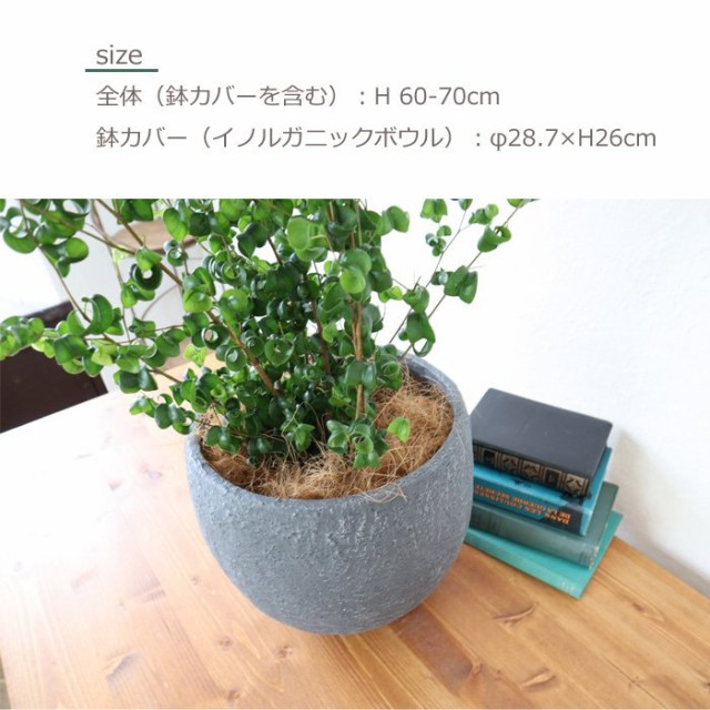 新着商品 観葉植物 ベベンジャミン バロック イノルガニックボウル ブラック鉢 ヤシ繊維 受け皿付 Gf3301 お祝い 開店祝い 開業祝い 引っ越し祝 21新作 Carlavista Com