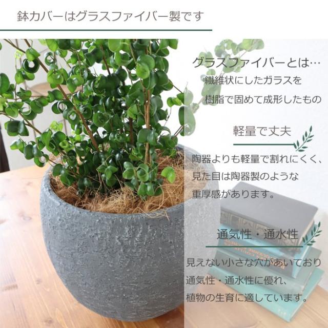 新着商品 観葉植物 ベベンジャミン バロック イノルガニックボウル ブラック鉢 ヤシ繊維 受け皿付 Gf3301 お祝い 開店祝い 開業祝い 引っ越し祝 21新作 Carlavista Com
