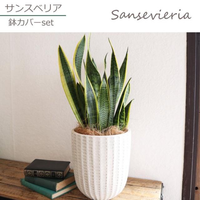 値下げ 観葉植物 サンスベリア 6号鉢 フィレラウンド ホワイト鉢 ヤシ繊維 受け皿付 Gf31 空気清浄 インテリアグリーン 即日発送 お祝い 開 21春夏新色 Centrodeladultomayor Com Uy