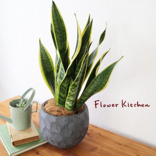 新色登場 観葉植物 サンスベリア 6号鉢 ジオメトリーボウル ブラック鉢 ヤシ繊維 受け皿付 Gf3284 空気清浄 インテリアグリーン 即日発送 お祝 値引 Elskaveda Com