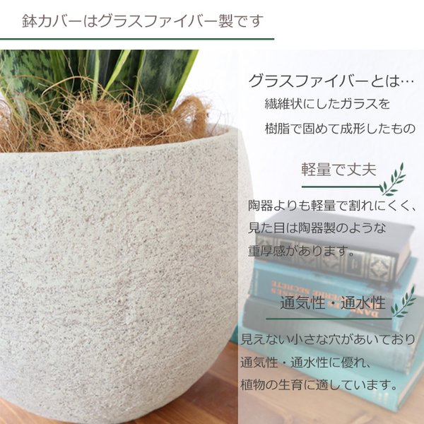 新しい到着 観葉植物 サンスベリア 6号鉢 イノルガニックボウル ホワイト鉢 ヤシ繊維 受け皿付 Gf3297 空気清浄 インテリアグリーン 即日発送 お 50 Off Olsonesq Com