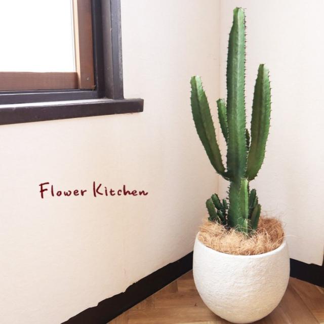 新品本物 観葉植物 大雲閣 7号鉢 イノルガニックボウル ホワイト鉢 ヤシ繊維 受け皿付 Gf3297 インテリアグリーン ダイウンカク バレンタイン 新規購入 Univ Ouaga3s Com