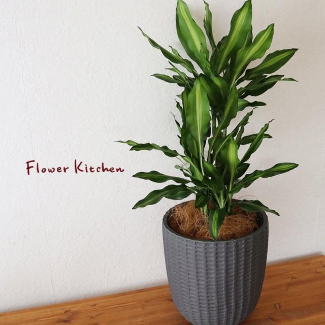 値引きする 観葉植物 ドラセナ ジェレ 7号鉢 フィレラウンド ブラック鉢 ヤシ繊維 受け皿