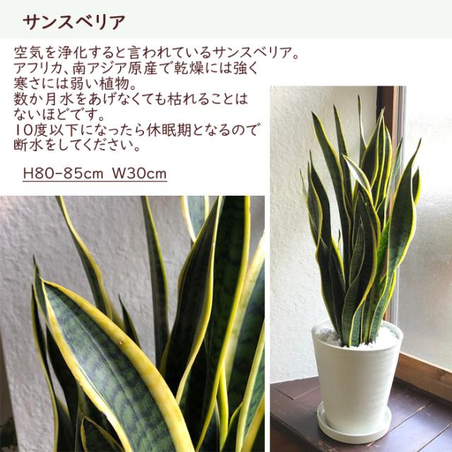 日本全国送料無料 観葉植物 選べる観葉植物 ８号鉢 育てやすい鉢植え 超歓迎 Carlavista Com