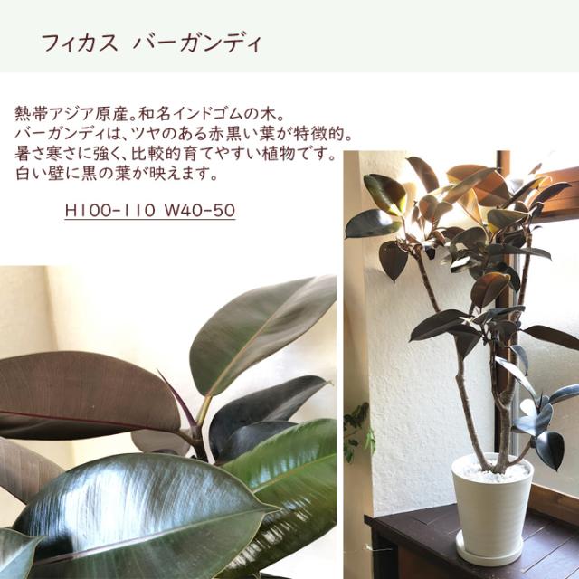 日本全国送料無料 観葉植物 選べる観葉植物 ８号鉢 育てやすい鉢植え 超歓迎 Carlavista Com