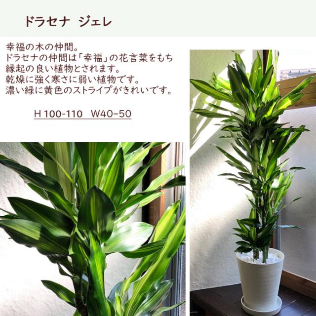 日本全国送料無料 観葉植物 選べる観葉植物 ８号鉢 育てやすい鉢植え 超歓迎 Carlavista Com