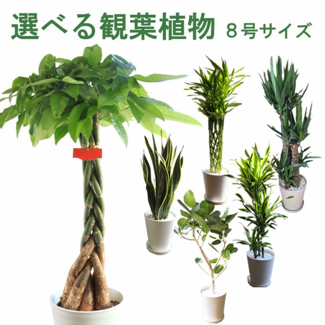 新商品 観葉植物 選べる観葉植物 ８号鉢 育てやすい鉢植え 正規品 Centroprofesorjuanbosch Com