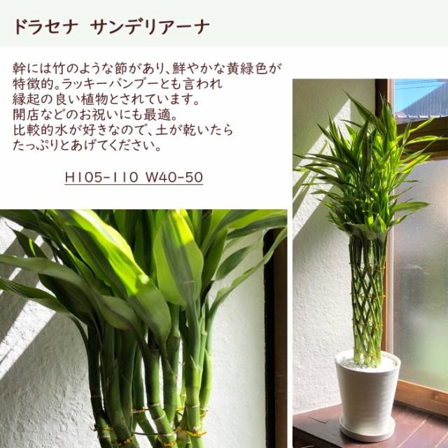 スペシャルset価格 観葉植物 ドラセナ サンデリアーナ 8号 水分計 サスティー Lサイズのセット 翌日届け お祝い 開店祝い 開業祝い 引っ越し祝い 新築祝 速達メール便 Www Servblu Com