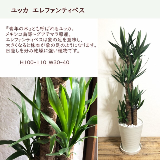 日本全国送料無料 観葉植物 選べる観葉植物 ８号鉢 育てやすい鉢植え 超歓迎 Carlavista Com