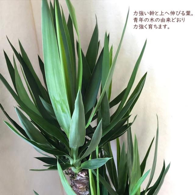 宅送 観葉植物 ユッカ 8号 青年の木 Ikea カゴ付き 翌日届け お祝い 開店祝い 開業祝い 引っ越し祝い 新築祝い ギフト プレゼント 店長大暴走 クリアランスsale Carlavista Com