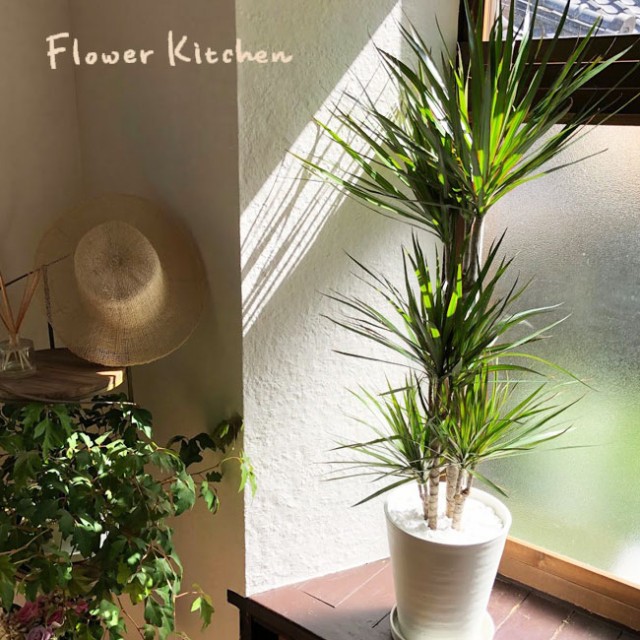 観葉植物 ドラセナ コンシンネ ８号鉢 Fktkの通販はau Pay マーケット Flowerkitchenjiyugaoka 商品ロットナンバー