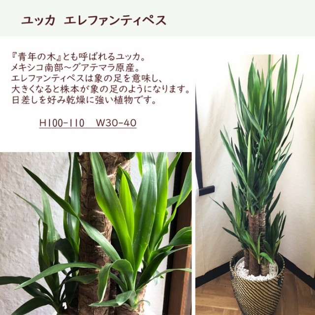 国際ブランド 観葉植物 ユッカ 8号 青年の木 Ikea カゴ付き 翌日届け お祝い 開店祝い 開業祝い 引っ越し祝い 新築祝い ギフト プレゼント Saleセール Www Centrodeladultomayor Com Uy