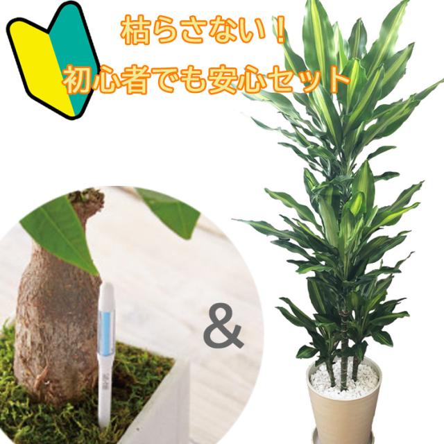 新入荷 観葉植物 ドラセナ ジェレ 8号 水分計 サスティー Lサイズのセット 翌日届け お祝い 開店祝い 開業祝い 引っ越し祝い 新築祝い ギフト 在庫処分大特価 Plazalasamericasatl Com